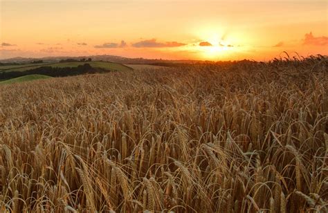 Harvest sunset Sunset from wheat field by AndyDaveyPhotography