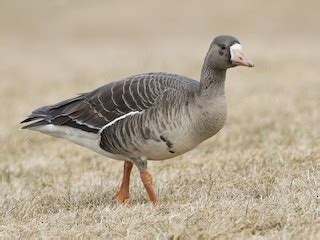 Greater White-fronted Goose - Anser albifrons - Birds of the World