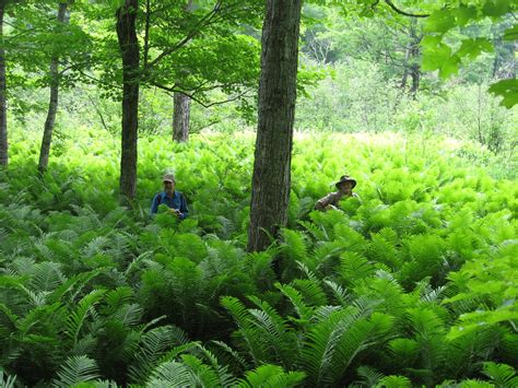 Ground cover plants, Ostrich fern, Ground cover