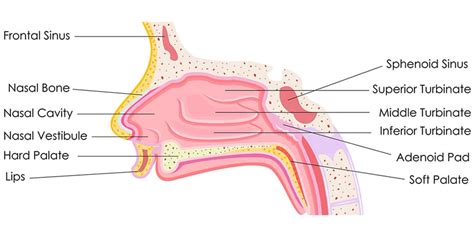 Turbinate Reduction Surgery | Great Neck NY | Nassau County | NYC