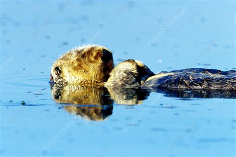 Sea Otter sleeping - Stock Image - Z922/0065 - Science Photo Library