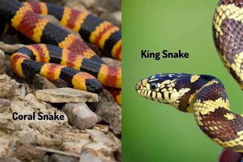 How to Tell a King Snake from a Coral Snake - ReptileHow.com