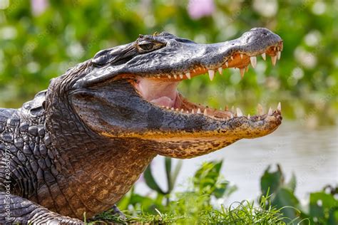 Close-up of a Black Caiman profile with open mouth against defocused background at the water ...