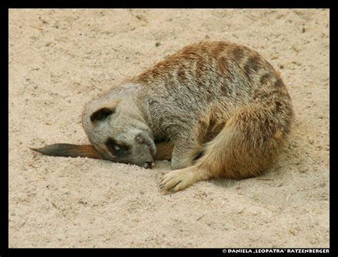 Sleeping Meerkat by leopatra-lionfur on deviantART