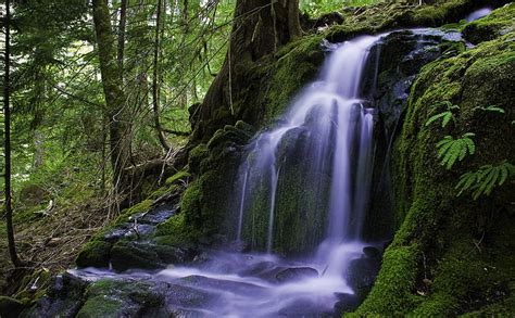 HD wallpaper: Beautiful Forest Waterfall, waterfall and trees, Nature, Waterfalls | Wallpaper Flare