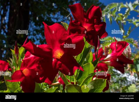 Brasilian jasmine hi-res stock photography and images - Alamy