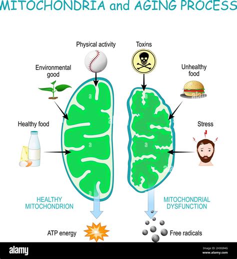 Mitochondria and aging process. Healthy Mitochondrion are produce of Atp energy, cell organelles ...