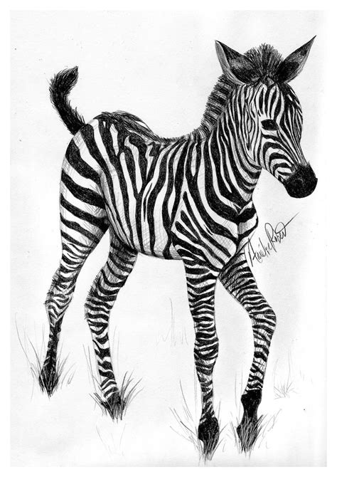 Baby zebra by RobertAmelie on DeviantArt