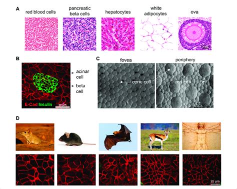 Cell size differences among different cell types and species. (A) In ...