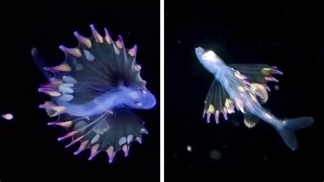 Diver Captures Stunningly Rare Deep Sea Creature In Otherworldly ...