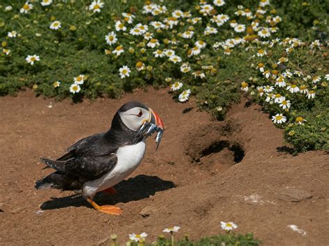 Baby Puffins (Pufflings) (Complete Guide with Pictures) | Birdfact