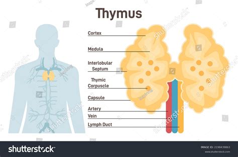 Thymus Gland Histology Labeled