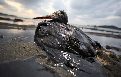 Microbial Response to Deepwater Horizon Oil Spill - microbewiki