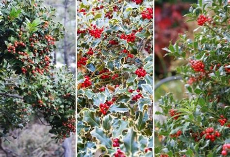 Small Shrubs, Trees And Shrubs, Bog Garden, Garden Plants, Holly Berries, Red Berries, Holly ...