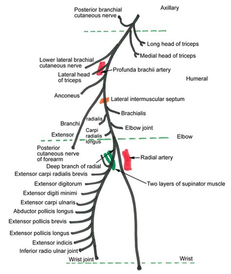 Radial Nerve Anatomy : Course and Innervation | Epomedicine