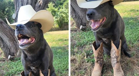 8 Adorable Dogs and Cats in Cowboy Hats! — Land Up