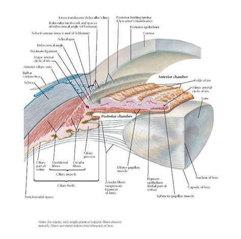 Anterior and Posterior Chambers of Eyeball Anatomy Sclera , Bulbar conjunctiva , Anterior ...