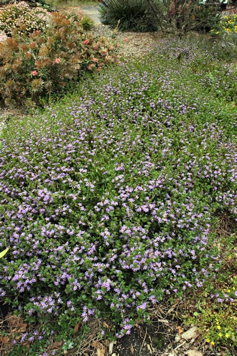 Scaevola aemula ‘Aussie Crawl’ – Fan Flower | Gardening With Angus