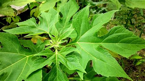 Chamaecostus cuspidatus - Insulin Leaves - Insulin Choices