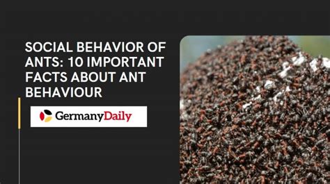Social Behavior of Ants: 10 Important Facts About Ant Behavior