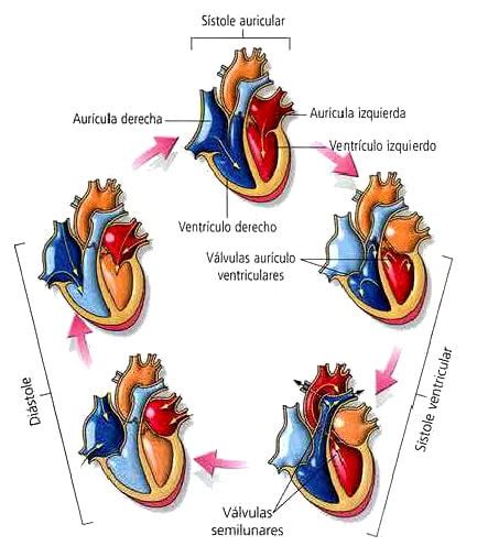 Ciclo Cardíaco » Blog de Biología