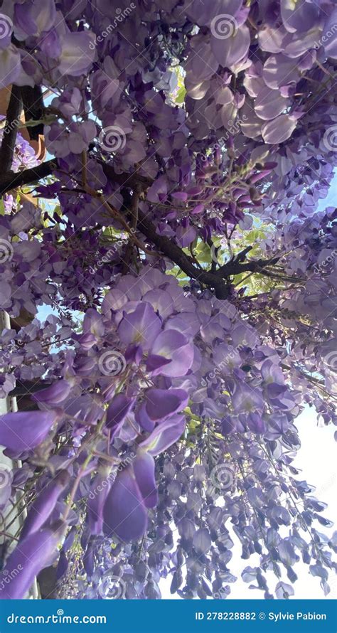 A Wisteria Vine with Purple Flowers Stock Photo - Image of beautiful, beauty: 278228882