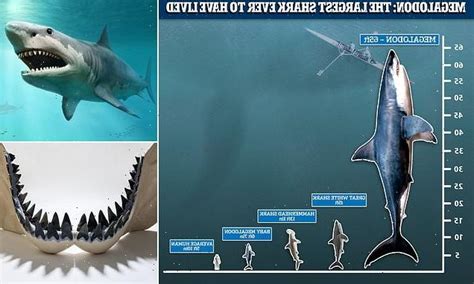 Megalodon sharks were BIGGER than previously thought at 'up to 65ft' - WSBuzz.com