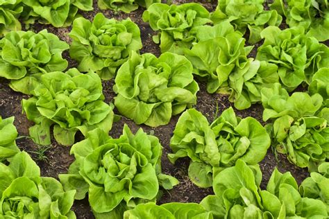 How to Harvest Buttercrunch Lettuce - Garden.eco