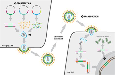 Sopachem Life Sciences TransIT®-Lenti Transfection Reagent - Sopachem Life Sciences