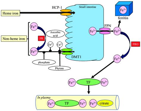 Intake, absorption, and transportation of iron in the body. Orally... | Download Scientific Diagram