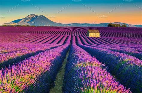 Lavender fields in Provence, France | Campos de lavanda, Obras de van ...