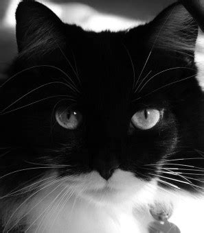 Free Images : black and white, pet, blue, black cat, whiskers, vertebrate, small to medium sized ...