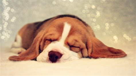 Sleeping Puppy Wallpapers - Top Free Sleeping Puppy Backgrounds ...