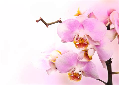 Pink Orchid Wallpapers on WallpaperDog