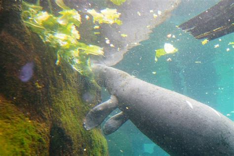 Manatee is swimming stock photo. Image of rock, family - 101479822