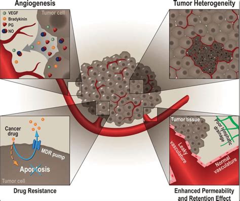 The Tumor Microenvironment. (Top left insert) Angiogenesis due to tumor... | Download Scientific ...