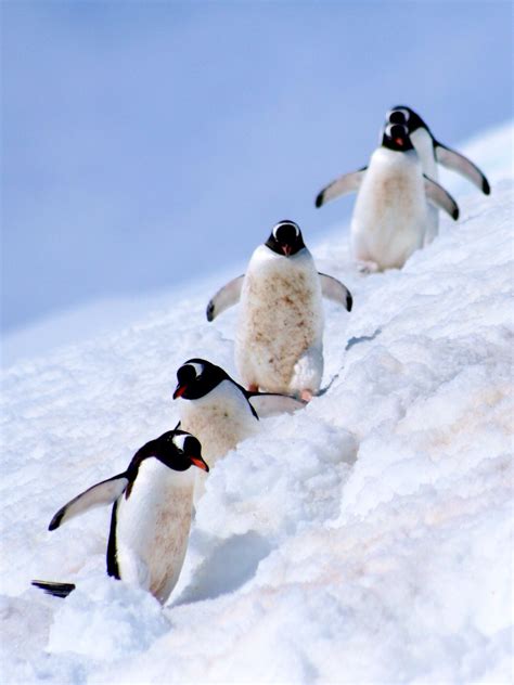 Happy Feet - Antarctica Dec'12 | Happy feet, Animals, Antarctica