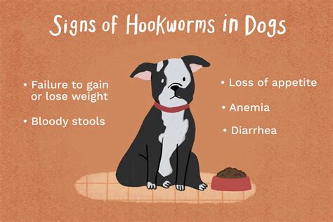 Hookworms in Dogs