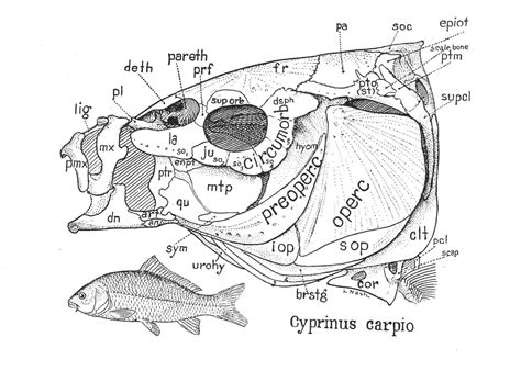 Fish Skulls – Morphology of the Vertebrate Skeleton