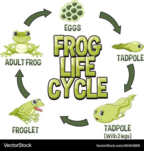 Frog Life Cycle Diagram For Kids - vrogue.co