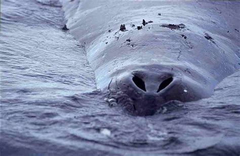 Scientists sequence genome of bowhead whale—longest-lived mammal