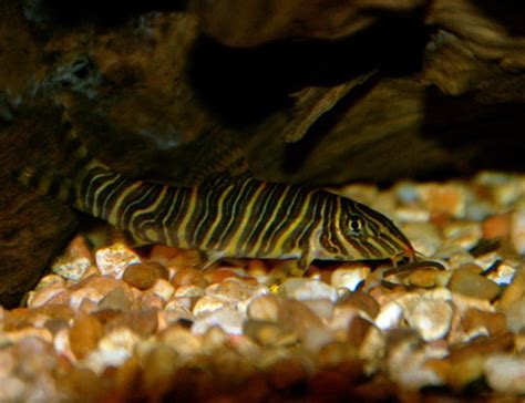 Zebra Loach: Info with Care Details and Pictures