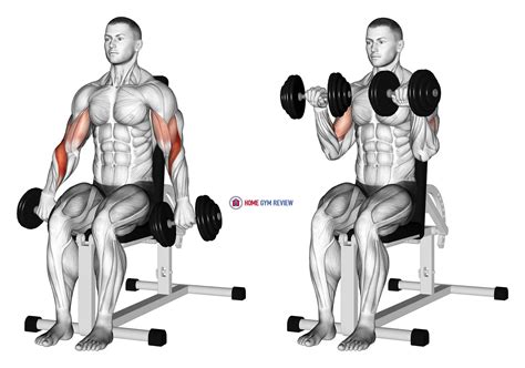 Dumbbell Seated Reverse Grip Biceps Curl - Home Gym Review