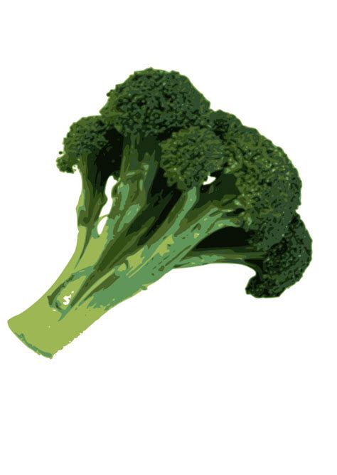 Free clip art "Broccoli" by skarg