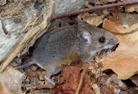 white-footed mouse (Mammals of Chiricahua NM) · iNaturalist