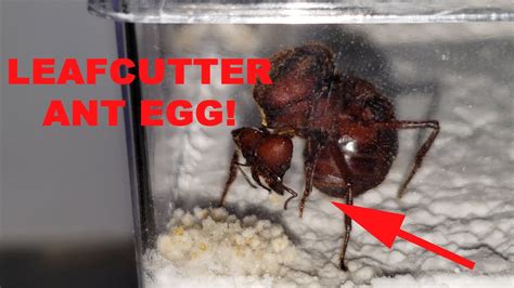 Queen Ant Laying Eggs