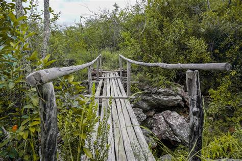 Bridge Nature Landscape - Free photo on Pixabay