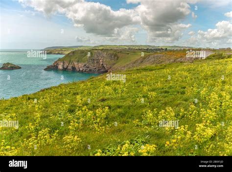 Berry Head National Nature Reserve, Torbay, England, UK Stock Photo - Alamy