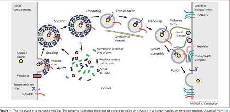 Figure 1 from Vesicular transport earns a Nobel. | Semantic Scholar