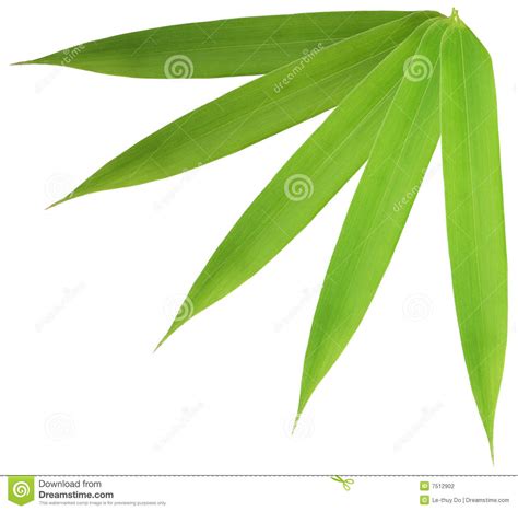 Bamboo leaves clipart - Clipground